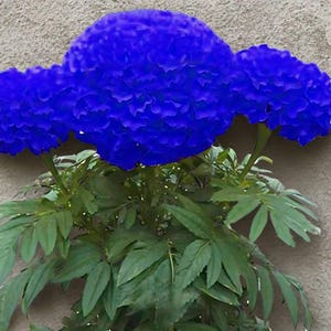 Könnte beinhalten: Nahaufnahme von leuchtend blauen Ringelblumen in voller Blüte. Die Blüten haben eine dichte, geschichtete Blütenblattstruktur und sind vor einem neutralen Hintergrund platziert. Das grüne Laub der Pflanze bildet einen Kontrast zu den leuchtend blauen Blüten.
