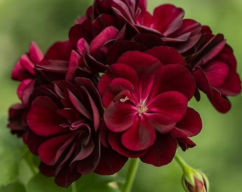 Dark Burgundy Ivy Leaf Geranium 25 Seeds: Trailing Patio Flowers