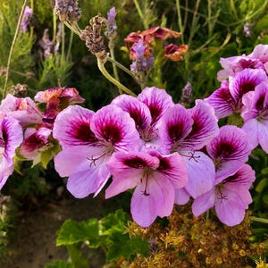 May include: A cluster of vibrant pink and purple geranium flowers with dark maroon centers and delicate veined petals. The blossoms are arranged in a dense bunch, showcasing soft light pink edges that transition into deep, saturated magenta tones.