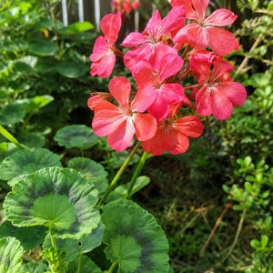 May include: A cluster of vibrant coral-pink geranium flowers with five rounded petals each, blooming on a slender green stem. The plant features large, scalloped, bright green leaves with a distinct dark circular pattern near the center.