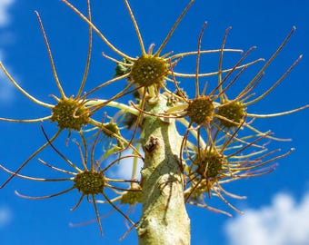 5 Dorstenia gypsophila Seeds – Caudiciform Succulent for Indoor Collections, Containers & Exotic Plant Displays