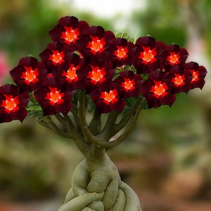 Könnte beinhalten: Nahaufnahme einer blühenden Pflanze mit dunkelroten Blüten und leuchtend orangefarbenen Zentren. Die Blüten sind dicht beieinander und bilden eine volle, lebendige Darstellung. Die Pflanze hat einen dicken, strukturierten Stamm und Äste mit grünen Blättern.