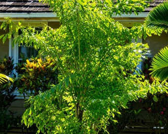 10 Caryota mitis Seeds – Fishtail Palm Seeds for Tropical Gardens, Indoor Collections & Landscape Planting
