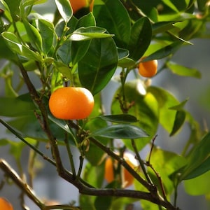 Mandarin Orange Tree Seeds: Citrus reticulata, Home Garden Fruit