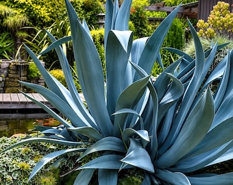 15 Agave salmiana Seeds – Giant Century Plant Succulent for Xeriscape Gardens & Drought-Tolerant Landscapes
