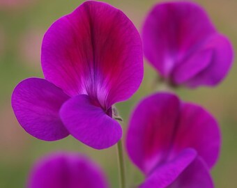 50 Matucana Sweet Pea Seeds: Magenta Violet Bi-Color Blooms