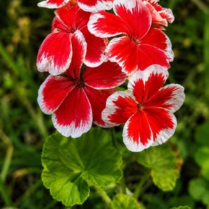 May include: A cluster of vibrant geranium flowers featuring five-petaled blooms with deep red centers and distinct white edges. The petals display a smooth texture, and the flower head is supported by a green stem with several rounded green leaves.