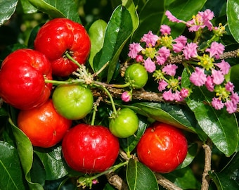 5 Barbados Cherry Seeds – Malpighia emarginata Tropical Fruit Plant for Containers, Gardens & Orchards