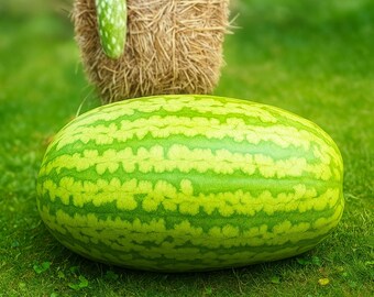 Carolina Cross Watermelon Seeds: Giant Heirloom Variety (50 Seeds)