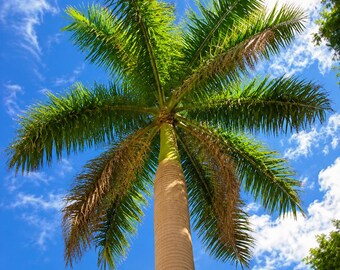 100 Cuban Royal Palm Seeds – Roystonea regia for Tropical Landscapes, Avenue Plantings