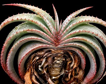 25 Aloe suprafoliata Seeds – Distinctive Fan Aloe Succulent for Xeriscape Gardens, Containers & Plant Collections