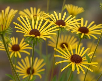 200 Henry Eilers Rudbeckia Seeds: Quilled Yellow Blooms for Pollinator Gardens