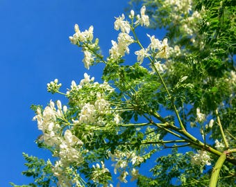 15 Moringa oleifera Seeds – Drumstick Tree Seeds for Edible Gardens, Containers & Tropical Landscapes