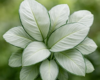 Silver Plate Calathea Seeds: Rare Tropical Foliage Plant (25 Seeds)