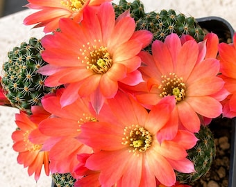 15 Lobivia haagei Seeds – Flowering Cactus for Succulent Collections, Containers & Rock Gardens