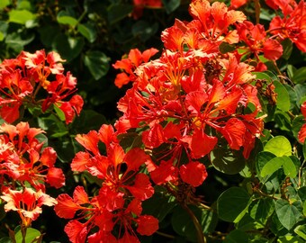 25 Bauhinia galpinii Seeds – Red Orchid Tree Flowering Shrub for Tropical Gardens, Bonsai & Containers