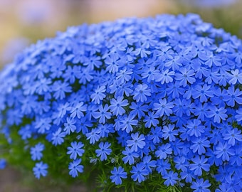 Night Blooming Phlox, 15 Seeds, Midnight Candy, Fragrant Ground