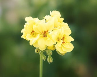 黄色いゼラニウムの種10個：コテージガーデンに咲く珍しい多年草