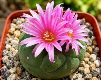 50 Matucana Pink Cactus Seeds – Unique Flowering Cactus for Succulent Collections, Containers & Rock Gardens