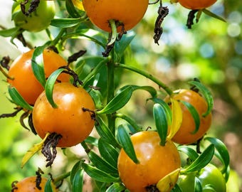 5 Barbados Gooseberry Seeds – Pereskia aculeata Leafy Cactus for Exotic Gardens, Trellises & Plant Collections
