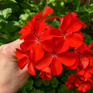 May include: A vibrant cluster of bright red geranium flowers with five rounded petals each, showcasing a dense, rounded bloom structure. The petals display a uniform, saturated red hue with subtle darker veining radiating from the center.