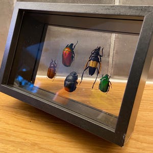 Framed insects: taxidermy/entomology, scarabs, beetle in a wooden frame