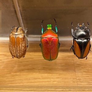 Framed insects: taxidermy/entomology, 3 x beetle in a wooden frame