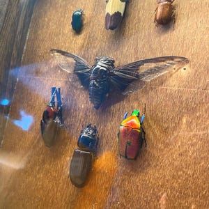 Framed insects: taxidermy/entomology cicada, scarabs, beetle in a wooden frame