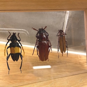 Framed insects: taxidermy/entomology, 3 x beetle in a wooden frame
