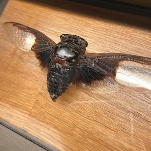 Framed insects: taxidermy/entomology, scarabs, beetle in a wooden frame