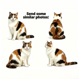 Op de afbeelding: Vier afbeeldingen van een lapjeskat in verschillende poses tegen een witte achtergrond. De kat heeft een mix van witte, zwarte en oranje vacht. De tekst "Send some similar photos:" staat bovenaan.