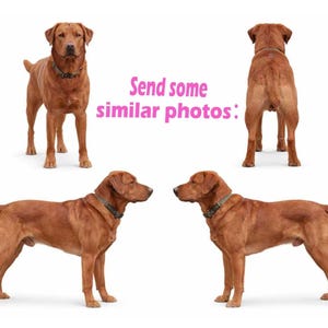 Op de afbeelding: Vier afbeeldingen van een roodbruine Labrador Retriever. De hond draagt een groene halsband. De tekst "Send some similar photos:" is roze. De hond wordt vanuit verschillende hoeken getoond tegen een witte achtergrond.