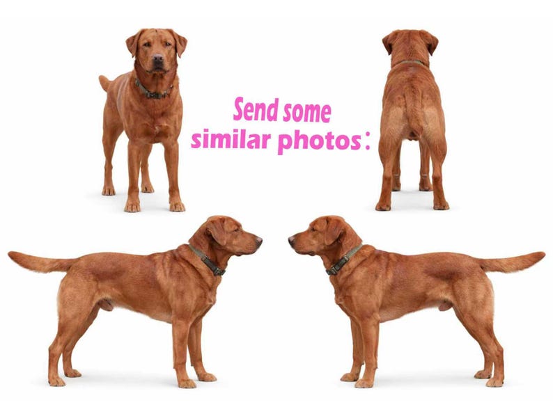 Op de afbeelding: Vier afbeeldingen van een roodbruine Labrador Retriever. De hond draagt een groene halsband. De tekst "Send some similar photos:" is roze. De hond wordt vanuit verschillende hoeken getoond tegen een witte achtergrond.