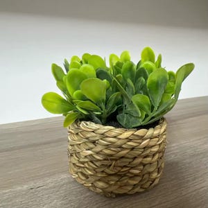 Peut inclure: Une petite plante verte en pot dans un panier en osier. Le panier est fait de matériaux naturels et est de couleur brun clair.