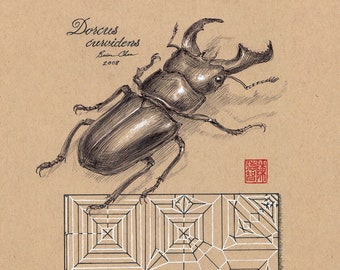 Stag Beetle: Crease Pattern Postcard