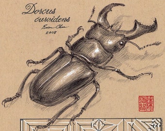 Stag Beetle: Illustrated Crease Pattern