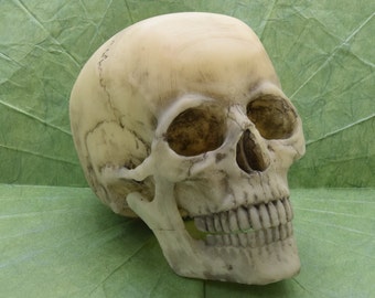 Full-Color 1:6 Human Skull