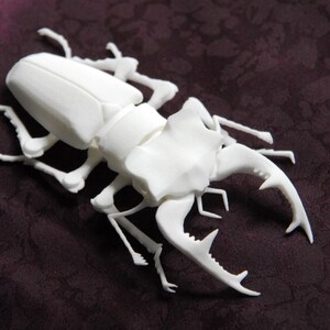 Articulated Stag Beetle Lucanus Cervus image 2