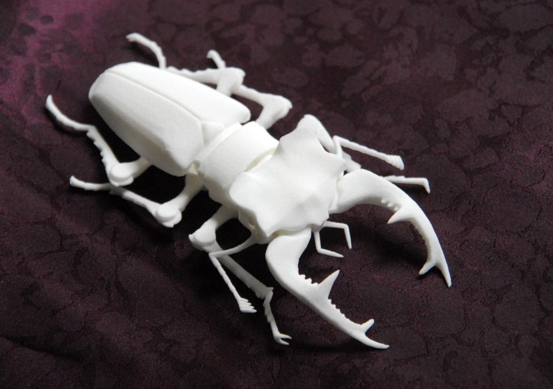 Articulated Stag Beetle Lucanus Cervus image 2