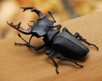 Articulated Stag Beetle  Lucanus Cervus