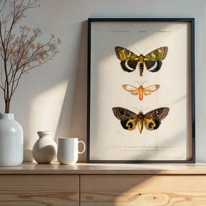 Vintage Butterfly Print, Moth Poster, Entomology Wall Art, Insect Scientific Illustration, Dark Academia Decor, Cottagecore Art