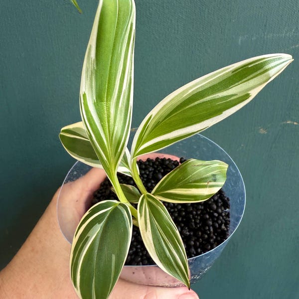 Variegated Banana Musa Ae ae