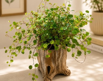 Rustic Cement Flower Pot Succulent Planter Balcony Garden Home Decor