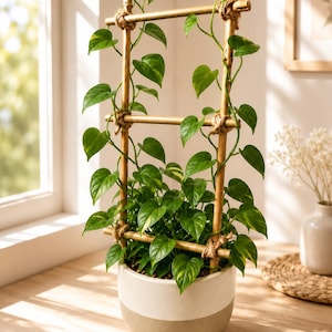 May include: A green pothos plant with heart-shaped leaves growing up a tall, rectangular bamboo trellis. The trellis is constructed from two vertical and three horizontal bamboo poles secured with jute twine. The plant sits in a two-toned ceramic pot.