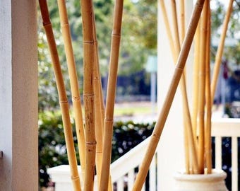 Natural Bamboo Poles – 1.6 ft Bamboo Sticks, Set of 6, Bamboo Canes for DIY Crafts, Garden Decor, Plant Stakes, bamboo stakes for plants