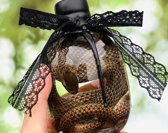 Brown Snake Wet Specimen, Reptile Specimen, Real Snake Specimen, Encased In A Round Glass Jar, Unique Decoration, Gift For Him