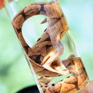 Könnte beinhalten: Ein konserviertes Schlangenexemplar in einem durchsichtigen Glasröhrchen. Die Schlange hat eine braun-beige gemusterte Haut. Die Schlange ist in dem Röhrchen aufgerollt, mit offenem Maul. Das Röhrchen ist mit einer klaren Flüssigkeit gefüllt.