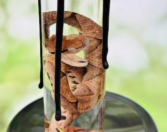 Sharp Beaked Snake Wet Specimen,Real Snake Wet Specimen,Brown Reptile Specimen,Encased In A Glass Jar,Unique And Exotic Gift,Collectible
