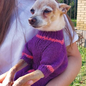 Puede incluir: Un perro pequeño de pelaje marrón claro y blanco que lleva un suéter morado tejido a mano. El suéter presenta un cuello alto acanalado y puños con rayas horizontales de color rosa brillante alrededor del cuello y las mangas, en punto clásico.