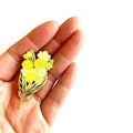 Golden Wattle Flower Hard Enamel Pin, Australian Flora, Floral, Pin Badge, Enamel Badge Pins, Stocking Fillers, Souvenir